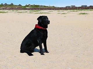 Urlaub mit Hund – ein tierisch guter Urlaub